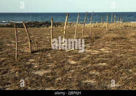 Wooden poles on dry grassland, in a background of Londa Lima beach in Kanatang, East Sumba, East Nusa Tenggara, Indonesia. Stock Photo