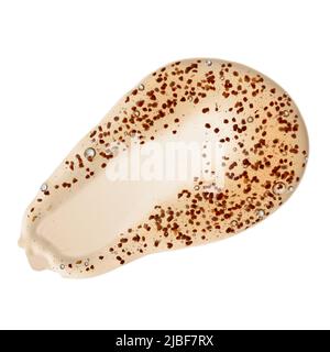 Scrub smear with natural ground particles isolated on white background top view