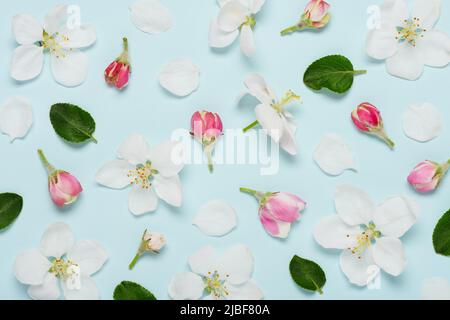 Floral pattern from white apple tree flowers buds leaves and petals on blue background flat lay top view Stock Photo