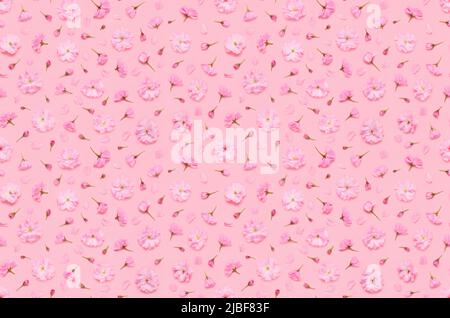 Seamless floral pattern of sakura cherry flowers buds and petals, late blooming double flowered japaneese yaezakura on pink background flat lay top vi Stock Photo