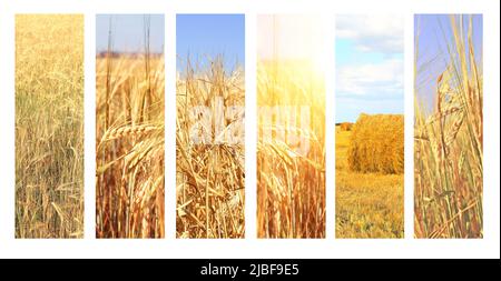 Set of vertical banners with agricultural cereal products. Agriculture collage with fresh crop of rye, ears of wheat. Organic food production. Harvest Stock Photo