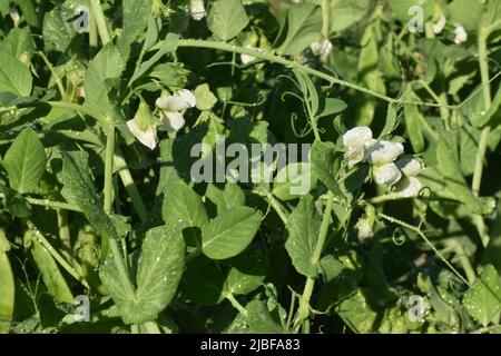 Close-up view of young fresh green peas plants with white blossoms in a organic vegetable garden Stock Photo