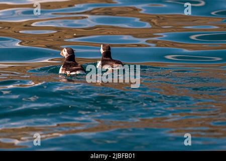 Puffin Island near Húsavík in Iceland is home to many puffins during the breeding season Stock Photo