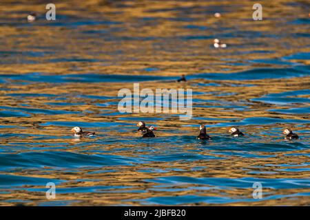 Puffin Island near Húsavík in Iceland is home to many puffins during the breeding season Stock Photo