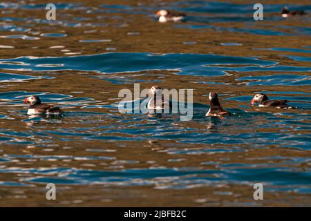 Puffin Island near Húsavík in Iceland is home to many puffins during the breeding season Stock Photo