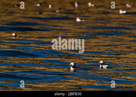 Puffin Island near Húsavík in Iceland is home to many puffins during the breeding season Stock Photo