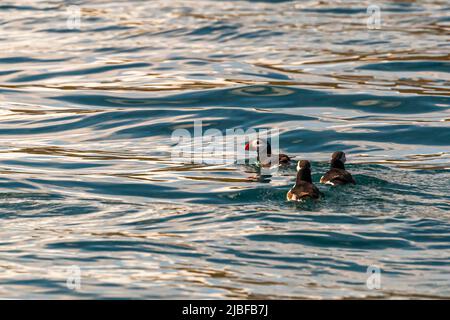 Puffin Island near Húsavík in Iceland is home to many puffins during the breeding season Stock Photo