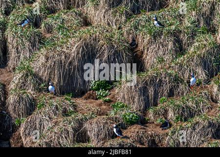 Puffin Island near Húsavík in Iceland is home to many puffins during the breeding season Stock Photo