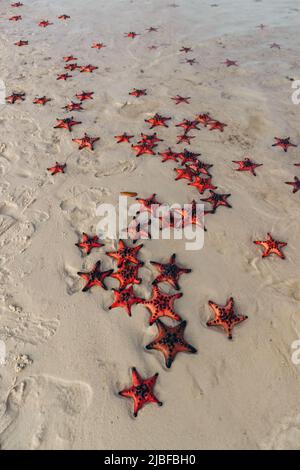 many beautiful orange starfish clustered at low tide on a white sand beach Stock Photo