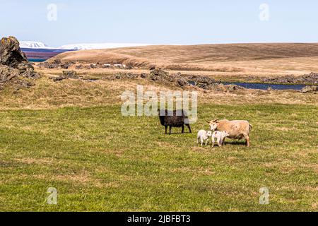 A black ewe stands beside a paler ewe with two twin lambs on a green pasture near Lake Mývatn in northern Iceland, lava formations along the lakeshore and snow-capped mountains visible behind them. Icelandic sheep mostly give birth to their lambs in May and are let outdoors together with their mother almost immediately. Stock Photo