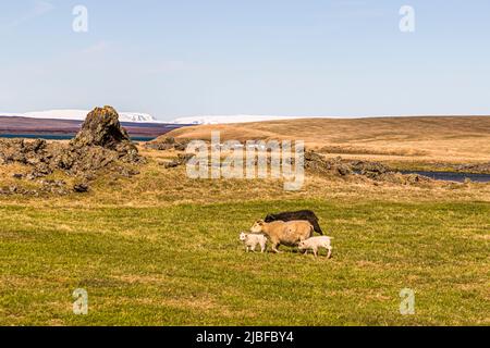 Two twin lambs walk between their paler mother and a black sheep on a green pasture near Lake Mývatn in northern Iceland, lava rocks along the shore and snow-capped mountains behind them. Icelandic sheep mostly give birth to their lambs in May and are let outdoors together with their mother almost immediately. Stock Photo