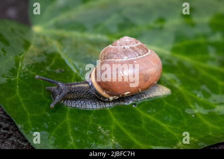 A snail crawling on a wet leaf of green ivy. Beautiful multi-colored snail shell. Stock Photo