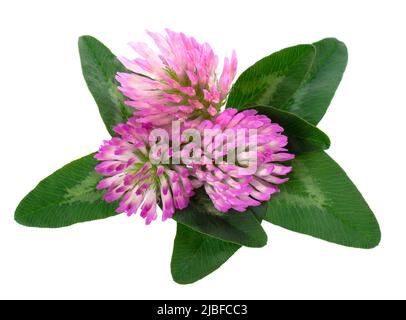 Clover flowers with green leaves, isolated on white background. Bouquet of red clover flowers Stock Photo