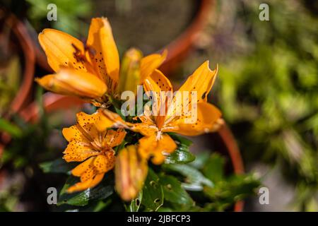 Damaged caused by Red Lily beetle  (Lilioceris lilii) on oriental lily's (Lillium) Stock Photo