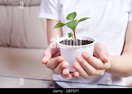 A little girl holds a flower pot with a newly transplanted young plant in her hands Stock Photo