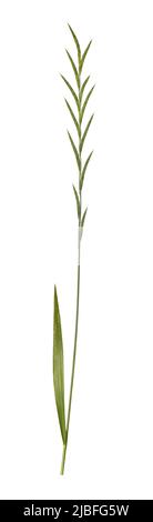 Tor-grass - Brachypodium pinnatum Stock Photo