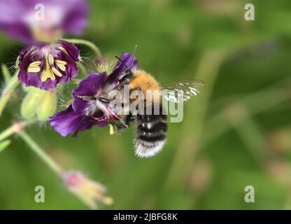 Tree Bumblebee - Bombus hypnorum Stock Photo