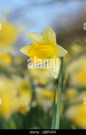 Wild Daffodil - Narcissus pseudonarcissus Stock Photo