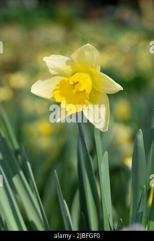 Wild Daffodil - Narcissus pseudonarcissus Stock Photo