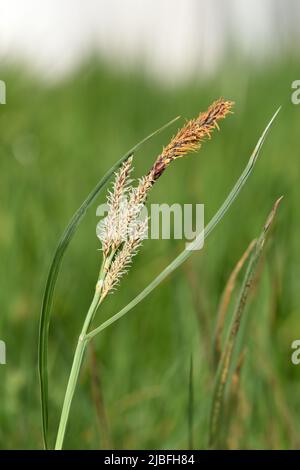 Glaucous Sedge - Carex flacca Stock Photo