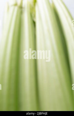 Blurred food background with celery. Celery stalks on a white background close-up, a useful product Stock Photo