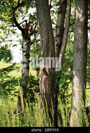 Oak tree (Quercus serrata) trunk hit by sunlight with some other trees around and long grass in the foreground. Stock Photo