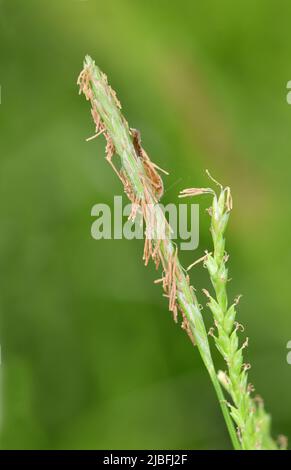 Wood-sedge - Carex sylvatica Stock Photo