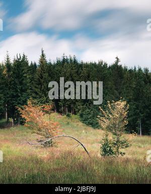 Two isolated orange and yellow leaf-colored trees in the middle of a meadow on a hillside. Long exposure effect. Silesia, Czech republic. Stock Photo