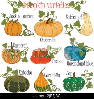 Pumpkin varieties performed in a colorful hand drawn format for illustrations at agricultural fairs in preparation for Halloween. Vector illustration. Stock Vector