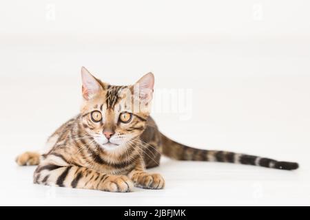 Young bengal cat lying on the ground, white background Stock Photo