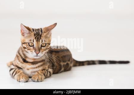 Young bengal cat lying on the ground, white background Stock Photo