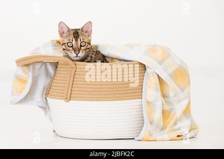 Young bengal cat in a basket, white background Stock Photo