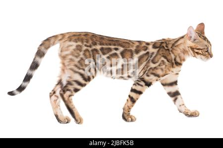 Side view of young bengal cat walking, isolated on white background Stock Photo