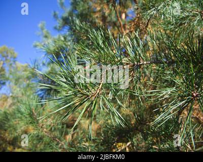 A branch of a pine tree, close-up shot. Coniferous needles, macro. Stock Photo