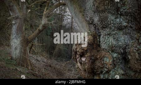 Old trees with large bruls, burrs, green lichen and moss in late autumn Stock Photo