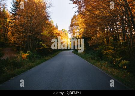 Asphalt road with fallen leaves going through woods on overcast day in autumn Stock Photo