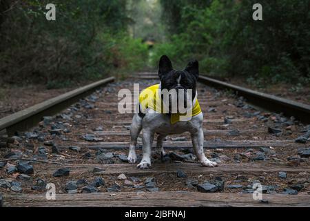 Cute French Bulldog in coat looking at camera while standing on aged rails in forest Stock Photo