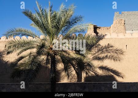 A date palm casting its shadow on the historic mud-brick walls of Nizwa, reflecting the traditional architecture and oasis life of Oman. Stock Photo