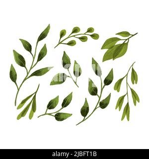 Set leaf botanical watercolor, hand drawing, leaves branches, design elements, isolated, white background. Vector illustration Stock Vector