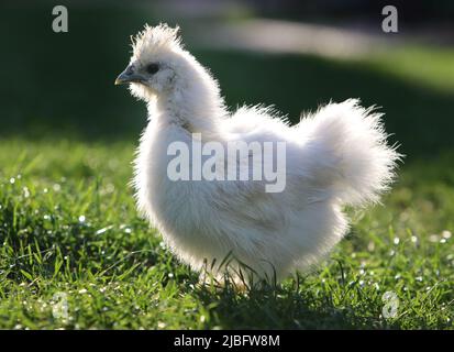 Chicken in bio farm on green grass Stock Photo