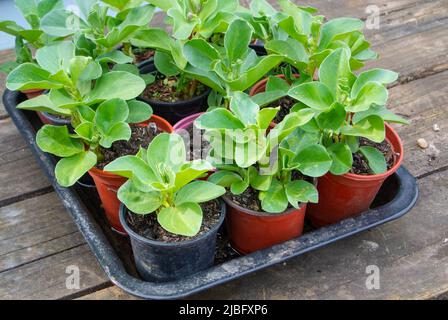 Broad bean plants in pots Stock Photo