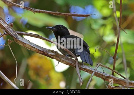 Black-hooded Antshrike (Thamnophilus bridgesi) adult male perched on vine Osa Peninsula, Costa Rica              March Stock Photo
