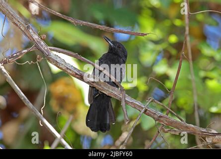 Black-hooded Antshrike (Thamnophilus bridgesi) adult male perched on vine Osa Peninsula, Costa Rica              March Stock Photo