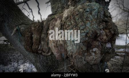 Tree burl burr with lichen, fungus, rope and river Stock Photo