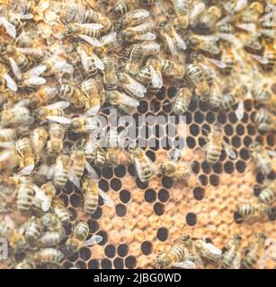 Honey bees on a honeycomb as part of a demonstration of bee keeping. Stock Photo