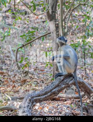 Langoor Targeting Mangoes on a tree Stock Photo