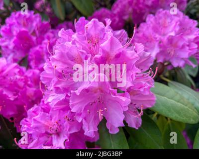 Close up of large pink Rhododendron Flowers in a Public Park in Wuppertal, Germany in spring. Stock Photo