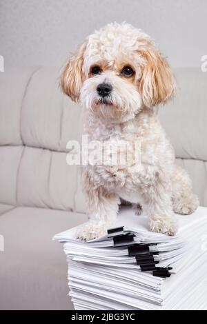 Maltipoo Puppy sits on a stack of office papers fastened with black binders Stock Photo