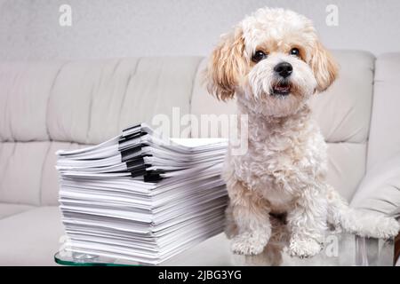 Maltipoo Puppy sits near a stack of office papers fastened with black binders Stock Photo