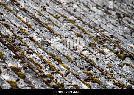 Dangerous asbestos roofs are still common in the poverty parties of the Carpathian Mountains in Poland and Ukraine. Asbestic tile on the barn roof, Bi Stock Photo